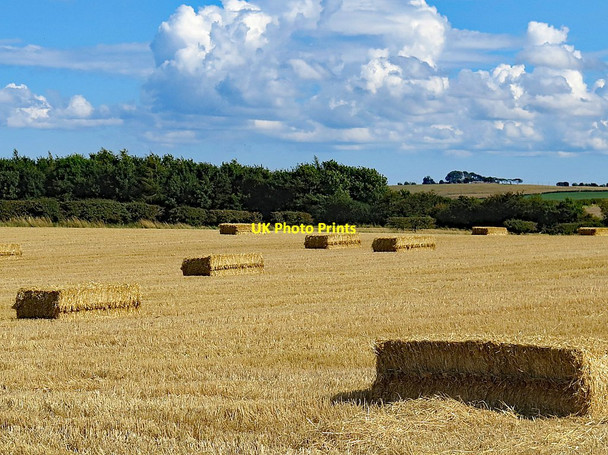 Photo 6"x4" Straw bales, Spital Field Horncliffe\/NT9249 c2017