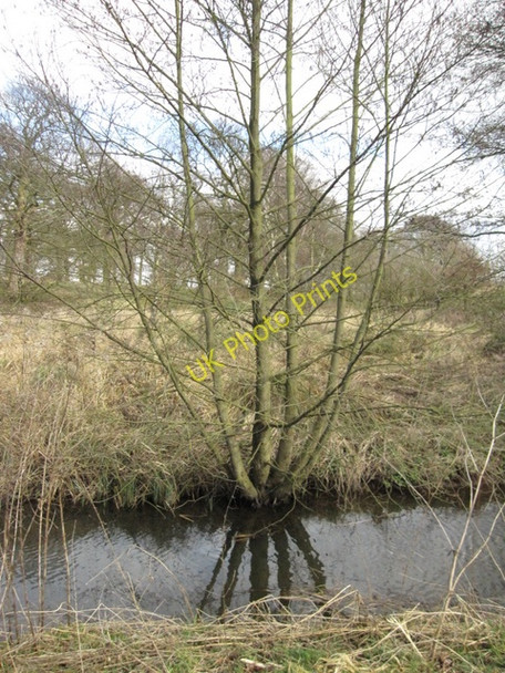 Photo 6"x4" Tree on the bank of the mill stream New Mills\/SJ7781 c2009