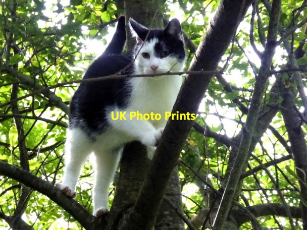 Photo 6"x4" Cat taking refuge up a tree, Mullaghmore Omagh c2017