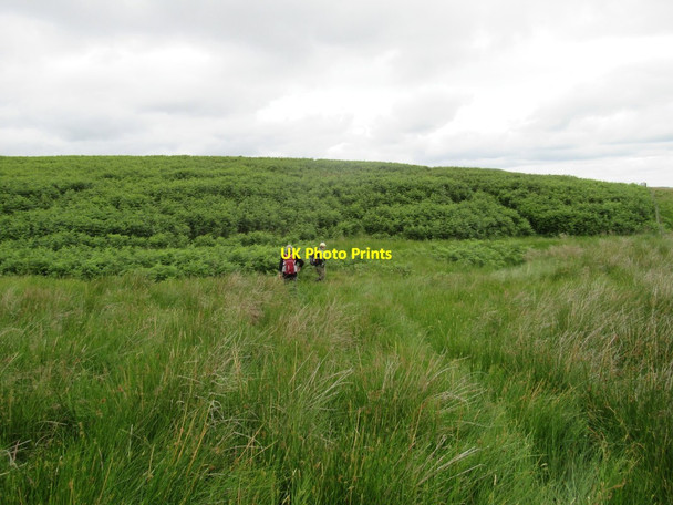 Photo 6"x4" Moorland and Bracken Ilderton c2017