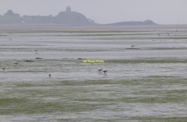 Photo 6"x4" Wading birds on Holy Island Sands Holy Island\/NU1241 c2017