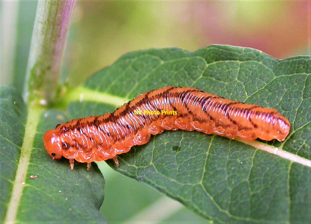 Photo 6"x4" Larva of the sawfly Tenthredo colon, Churchland Lane Sedlescombe c2006