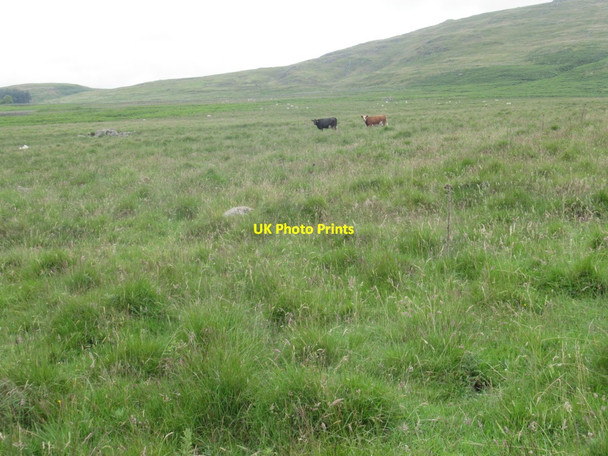 Photo 6"x4" Moorland and Cattle Linhope\/NT9616 c2017
