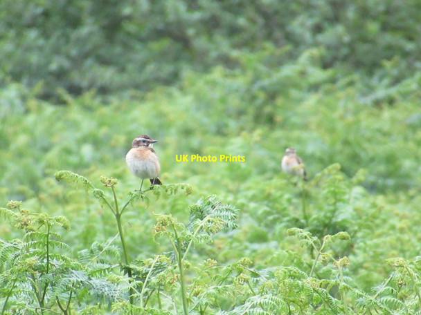 Photo 6"x4" Whinchat in the Ingram Valley Ingram c2017
