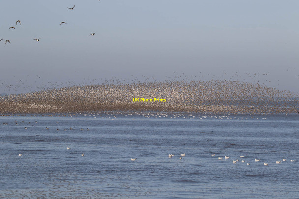 Photo 6"x4" Knot heading for Snettisham pits Wolferton c2017