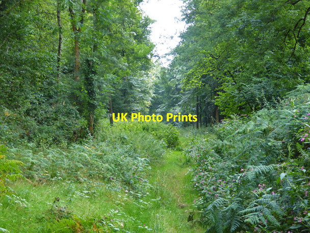 Photo 6"x4" Woodland path Well Place c2017