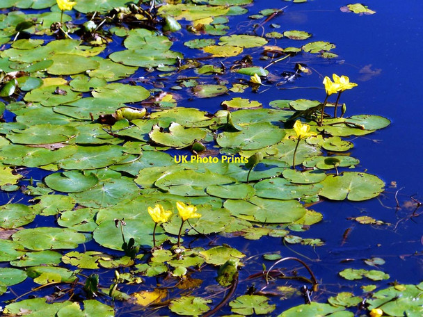 Photo 6"x4" Wild water lily. Leeds Liverpool canal Litherland c2017