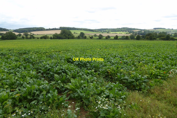 Photo 6"x4" A root crop in a field Brockhampton\/SP0322 c2017