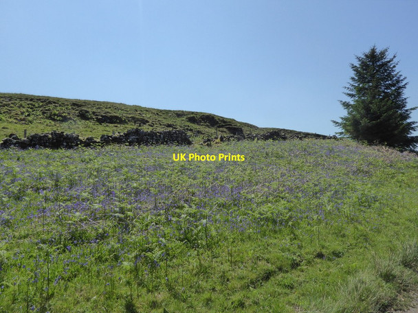 Photo 6"x4" Bluebells by an old wall at Aros Salen c2017