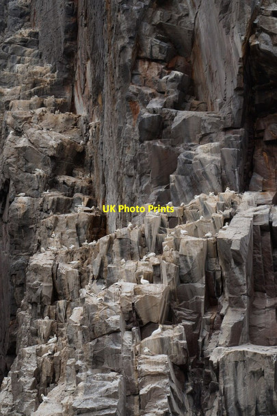 Photo 6"x4" Gannets on Bass Rock Bass Rock c2017