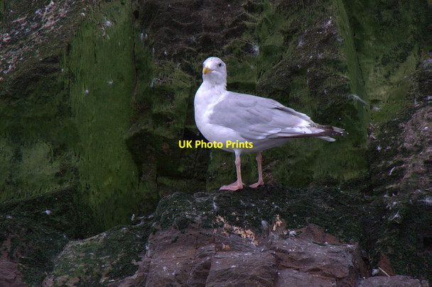 Photo 6"x4" Herring Gull (Larus argentatus), Bass Rock Bass Rock c2017