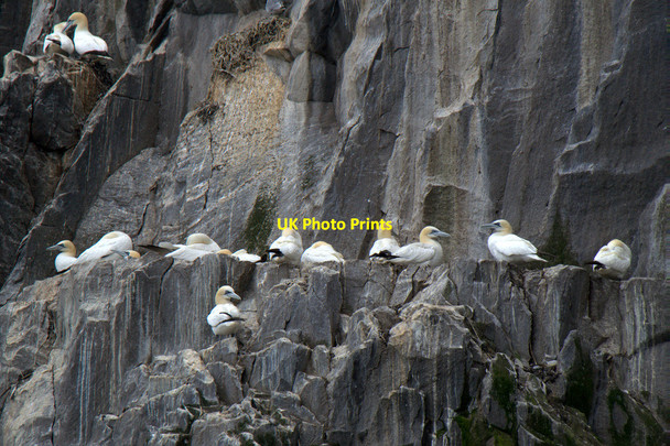 Photo 6"x4" Gannets (Morus bassana) on Bass Rock Bass Rock c2017