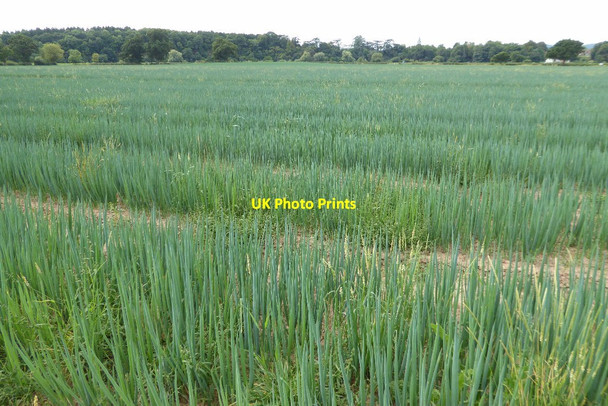 Photo 6"x4" Field of onions Birch Green\/SO8545 c2017