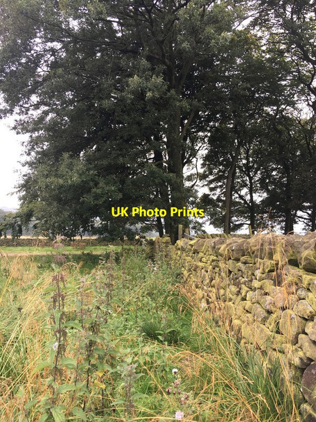 Photo 6"x4" Drystone wall and copse at Green Low Shireoaks\/SK0783 c2017