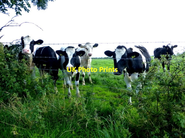 Photo 6"x4" Curious cattle, Beragh Mountjoy\/H4277 c2017