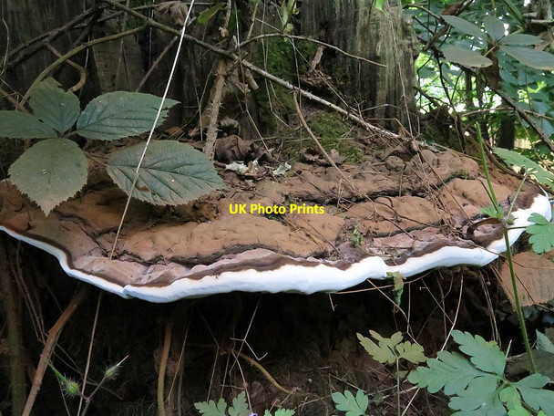 Photo 6"x4" The artist's bracket (Ganoderma applanatum), Heddon Common Houghton\/NZ1266 c2017
