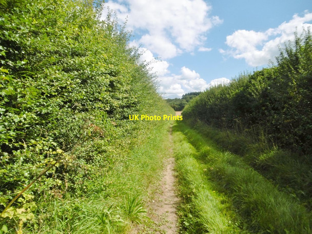 Photo 6"x4" Holwell, footpath Boveridge c2017