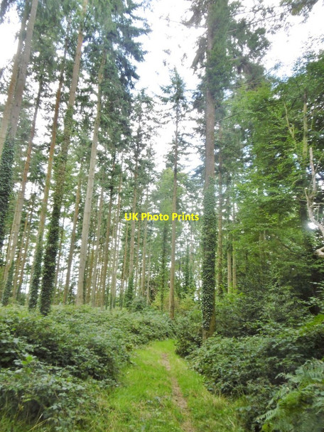 Photo 6"x4" Cranborne, conifers Crendell c2017