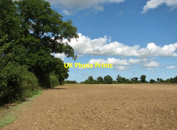Photo 6"x4" Crop field east of Litchmere Road Hales Green\/TM3796 c2017