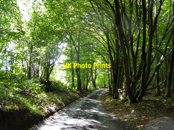 Photo 6"x4" Lane at edge of Covert Wood Bladbean c2017