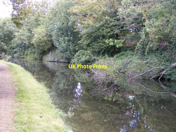 Photo 6"x4" Canal Tree Brierley Hill\/SO9286 c2017