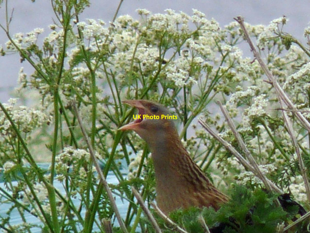 Photo 6"x4" Corncrake by Loch M\u00c3\u00b2r Bharabhais, Isle of Lewis Br\u00f9 c2017