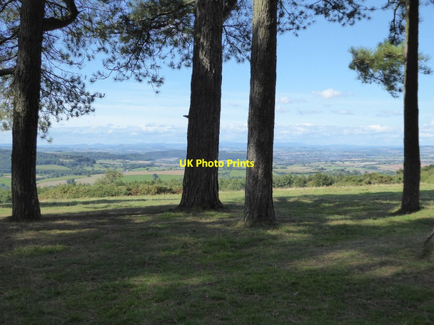 Photo 6"x4" Herefordshire viewed through the trees Dursley Cross c2017
