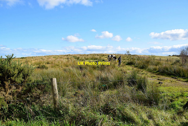 Photo 6"x4" Seeing to the cattle, Dromore Middle Fintona c2020