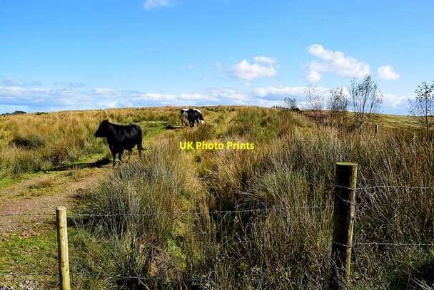 Photo 6"x4" Cattle in rough ground, Dromore Middle Fintona c2020
