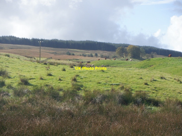 Photo 6"x4" Cattle by the Tay Burn Drumclog c2020