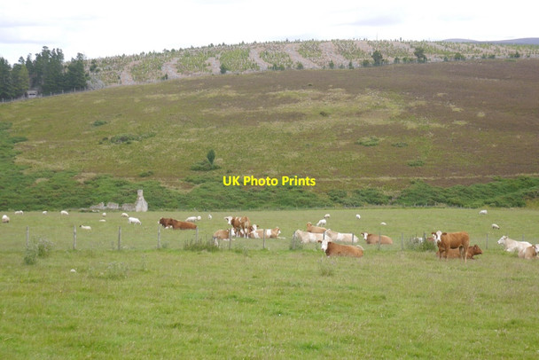 Photo 6"x4" Cattle, Craighead of Quirn Auchnarrow c2020