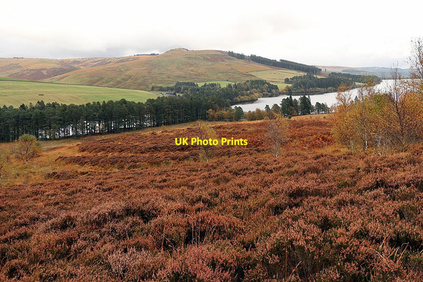 Photo 6"x4" Romano-British homestead or hill fort near Whitelee Catcleugh c2020