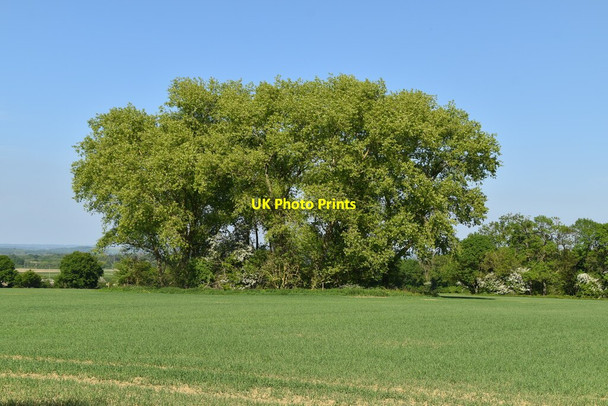 Photo 6"x4" Wooded pond Tudeley c2020