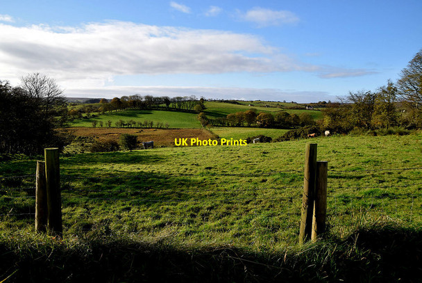 Photo 6"x4" Field with cattle, Aghafad Fintona c2020