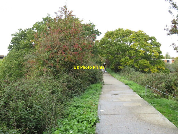 Photo 6"x4" Red Squirrel Trail near Newport Newport\/SZ4988 c2020