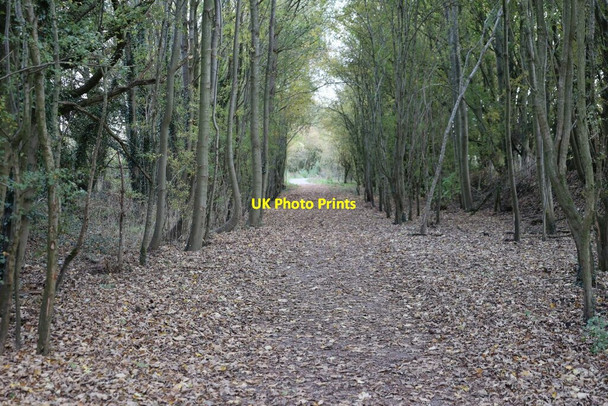 Photo 6"x4" Leaves on the path Hermitage\/SU5173 c2020
