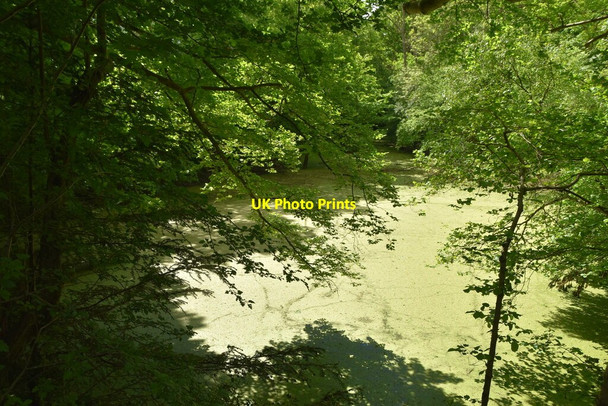 Photo 6"x4" A Eutrophic pond Langton Green\/TQ5439 c2020