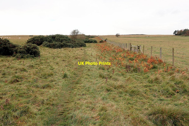 Photo 6"x4" Bridleway to Bingfield Great Whittington c2020