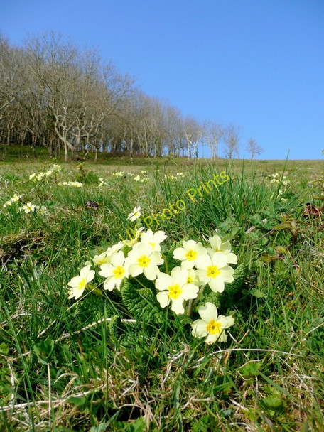 Photo 6"x4" Wild primroses at Gribbin Fowey c2009