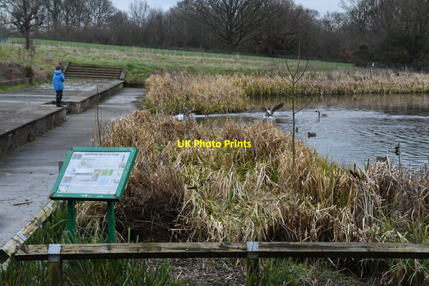 Photo 6"x4" Oakwood Wildlife Pond Southgate\/TQ3094 c2020 P1