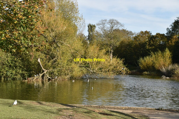 Photo 6"x4" Common Pond Hailsham c2019 P1