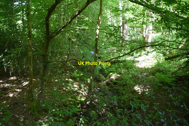 Photo 6"x4" Quarry Wood Heathfield\/TQ5821 c2020