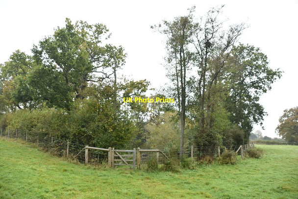 Photo 6"x4" Wooded pond Birchden c2019