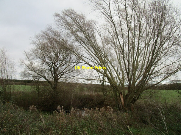 Photo 6"x4" Willows by a small pond Cotham\/SK7947 c2020