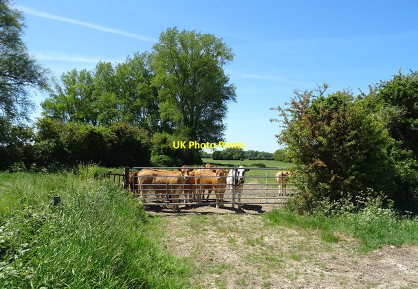 Photo 6"x4" Cattle near Holme Farm Habertoft c2020