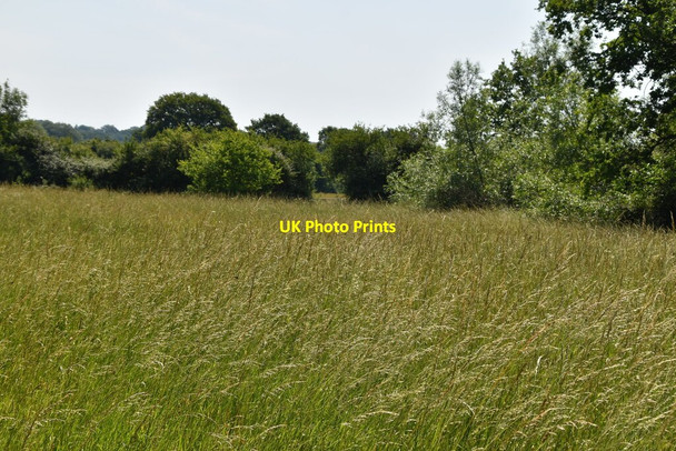 Photo 6"x4" Meadow near Stockett's Manor Holland\/TQ4050 c2020