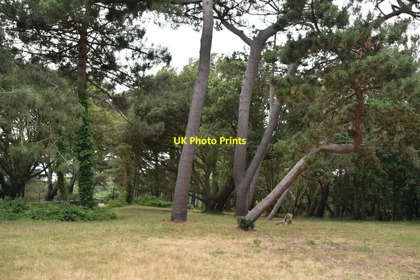 Photo 6"x4" Woods on West Cliff Bournemouth c2019
