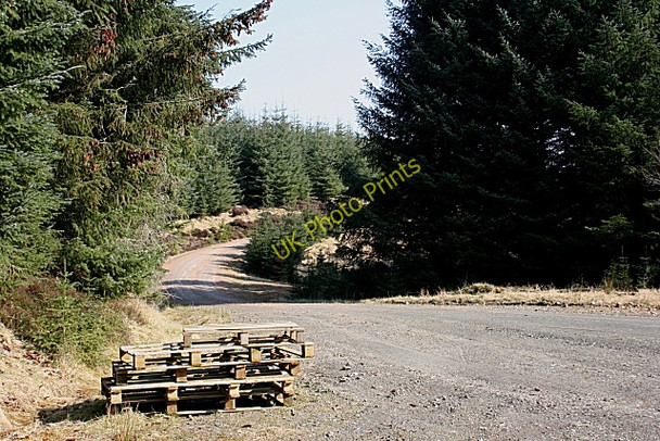 Photo 6"x4" Forest Crossroads Craigend Hill\/NJ4534 c2009