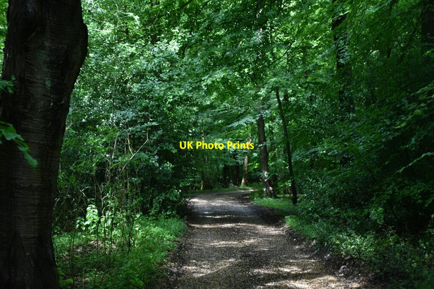 Photo 6"x4" Bridleway, Lambridge Wood Broadplat c2019