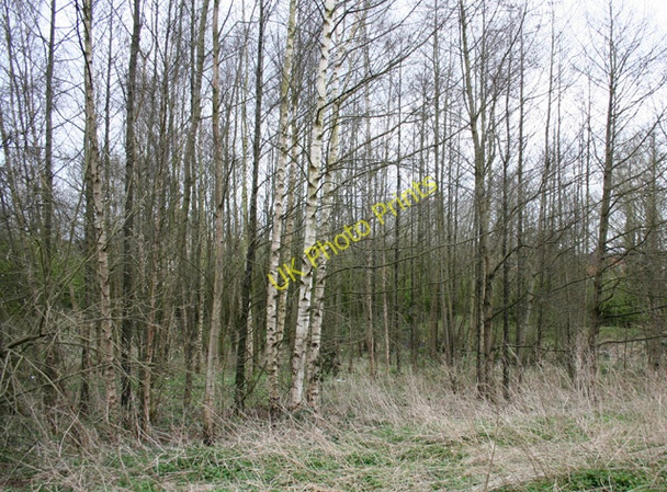 Photo 6"x4" Birches in Whitchurch Waterway Country Park Whitchurch\/SJ5441 c2009